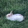 I LOVE RABBITS🐇🐇🐇🐇🐇 - @dulcemateo245 - TikTok