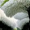 dulce perez - @perez.perez885 - TikTok