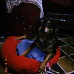Dulce 🐾❤️ - @dulcevaliente20 - Instagram