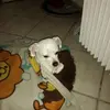 DulceVigil - @sassiife41p - TikTok