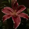 𝑫𝒖𝒍𝒄𝒆🐚 - @dulce.zelaya3 - TikTok