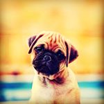 Dulcie Gray - @dulciegray - Instagram