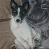 dulcie - @itsdulciemurphy - TikTok