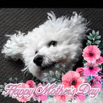 Dulcie Murphy - Facebook