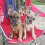 Branch and Duncan - @branchandduncan2frenchiebros - Instagram