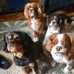 Duncan Bray - @plantagenet2003 - Instagram