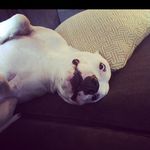 Duncan - @duncancrowley - Instagram