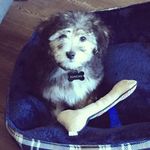 Duncan Ferguson Greer - @bigdunc_yorkiepoo - Instagram