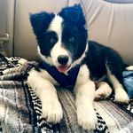 Duncan Greer - @duncan_thebordercollie - Instagram