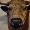 Duncan Griffiths - @dunkgriff - TikTok