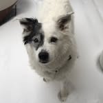 Duncan jackson - @pawsome_duncan - Instagram