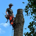 Duncan McGowan - @duncandoestrees - Instagram