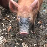 Duncan Simmons - @redeye1569 - Instagram