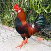 Gà đá Cái Mơn - @dungcaimon - TikTok
