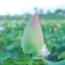 Dung Lieu - Facebook