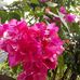 Dung Trieu - Facebook