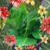 Dung Trieu - Facebook