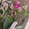 Dunia Chavez - @dunia.chavez8 - TikTok