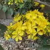 duong ly - @duong.ly177 - TikTok