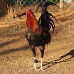 DUSTINBACA - @bacasgamefarm - Instagram