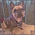 Dustin Epps - @reckless_frenchie - Instagram