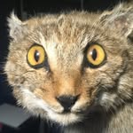 Dustin Hoffman - @dustinhoffmanthecat - Instagram