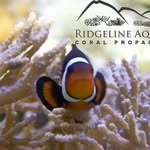 Dustin McCarty - @ridgelineaquatics - Instagram