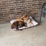 Adventures of Curby and Finley - @dustin.royer - Instagram