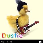Dustin Squires - @dustinorjustin - Instagram