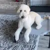 Dustin Sumner - @prettypawsacademy - TikTok