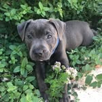 Dustin Warren - @dustythebluestaffy - Instagram