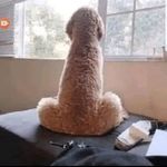Dustin Williams - @dustinwilliams6861 - Instagram