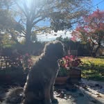 Dusty Black - @pumpkinpaithepup - Instagram