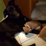 DustyCasey - @_dogloveandlife_ - Instagram