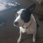 Dusty Chambers - @dusty.chambers.54 - Instagram
