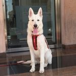 CLouD.:.DuSTY.:. - @cloud.dusty.loki - Instagram