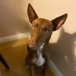 DUSTY THE PODENCO - @dustylongpod - Instagram