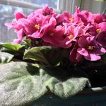 Dusty Reed - @bullies.pugs.plants - Instagram