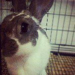 dusty shaw - @dusty_bunny - Instagram