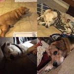 snow_dusty_summer_six - @six_snow_dusty_summer - Instagram