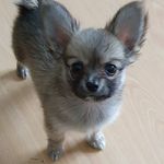 Dusty Ward - @dustypomchi - Instagram