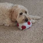 Dusty Watson - @dusty_thedoodle - Instagram