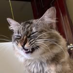 Dut Le - @czheoups - Instagram
