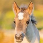 Dutch best horse!🐴 - @dutch.besthorse - Instagram