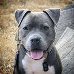 Captain Dutch Johnson - @captain_the_pitbull - Instagram