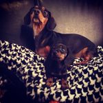 Dutch And Banks Johnson - @dutch.and.banks - Instagram