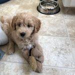 Dutch Johnson - @mr.dutchdoodle - Instagram