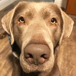 Dutch the bear lab - @walter_dutch_johnson - Instagram