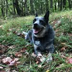 Ashley Dutton-Brownlee - @duttonbrownlee - Instagram