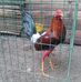 Duvan Rojas - Facebook